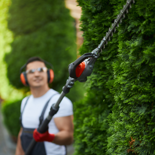 Paysagiste qui taille une haie