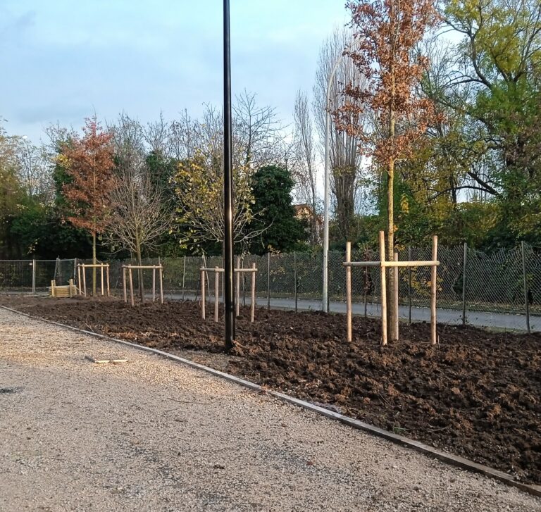 Résultat final de la plentation d'arbre
